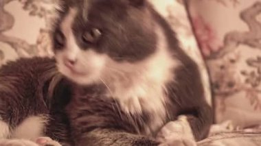 Şirin kedi evdeki kanepeyi yalıyor, sepya resmi.