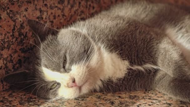 Lindo Gato Acostado Suelo Interior Casa — Vídeo de stock