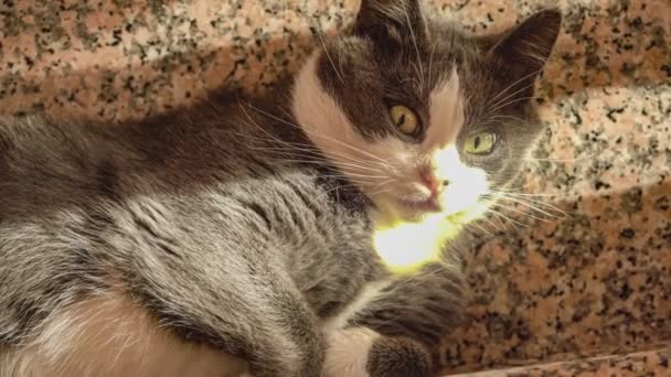Gato Cinzento Bonito Rola Nas Escadas — Vídeo de Stock