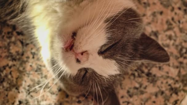 Χαριτωμένη Γάτα Ακραία Από Κοντά Πυροβόλησε — Αρχείο Βίντεο
