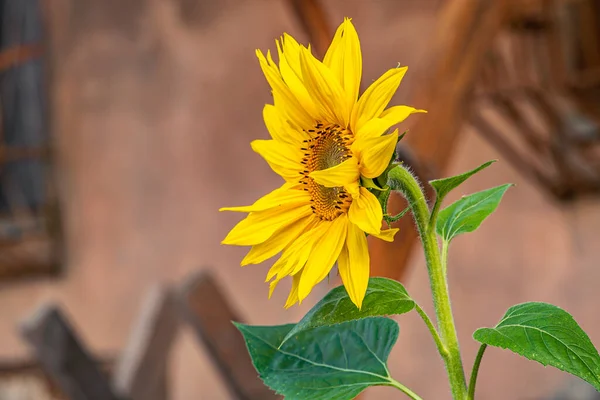 Fleur Jaune Pousse Abandonné Dans Environnement Urbain — Photo