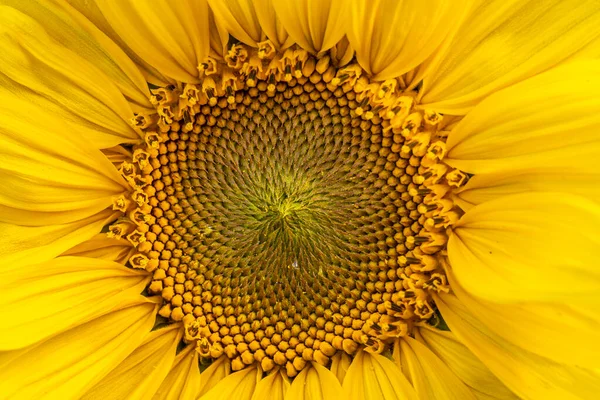 Amarelo Girassol Macro Detalhe Natureza Fase Crescimento Primavera — Fotografia de Stock