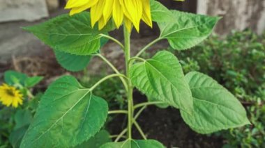 Ayçiçeği ilkbaharda tarlada yetişir.