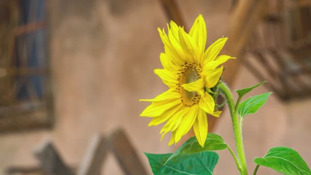 都市環境で放棄された黄色の花を育てる — ストック動画