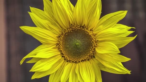 Detail Bunga Matahari Pada Musim Semi Selama Fase Pertumbuhan — Stok Video