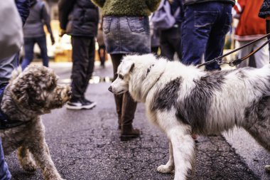 İki tasmalı köpek, kalabalık kaldırımların ortasında, kırık bir şehir caddesinde buluşuyor, eğlenceli köpek etkileşimlerini, evcil hayvan sahipliğini ve yakınlardaki insanlarla günlük şehir yaşamını yakalıyorlar.