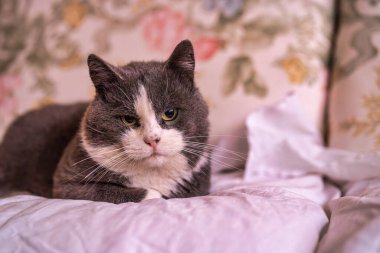 Gri ve beyaz evcil kedi dalgalı beyaz çarşaflar üzerinde dinleniyor, hafif huysuz görünüyor, rahat ve yumuşak, desenli yatak odası düzeninde