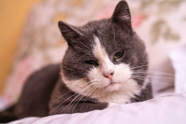 Gri ve beyaz evcil kedi yumuşak bir yatakta rahatça dinleniyor, ileriye bakarken uysal bir yüz ifadesi sergiliyor, evcil hayvan sahipliğini, rahatlığı, rahatlığı ve arkadaşlığı temsil ediyor.