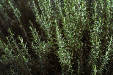 Canlı yeşil yapraklı biberiye dalları, güneşli bir bahçede aromatik yapraklar pişirme, süsleme ve bitkisel kullanım için taze bitkiler, detaylı yakın çekim dokusu..