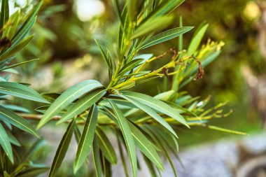 Taze yeşil yaprakları ve gelişmekte olan gövdeleri gösteren zakkum bitkisi dalı, canlılığı, büyümeyi, doğal güzelliği ve tropikal bir bahçe ortamını temsil ediyor.