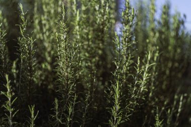 İnce yaprakları olan taze yeşil biberiye bitkileri ve bahçenin dışında yetişen narin sapları, mutfak kullanımı ve refah kavramları için aromatik yapraklar sağlıyor.