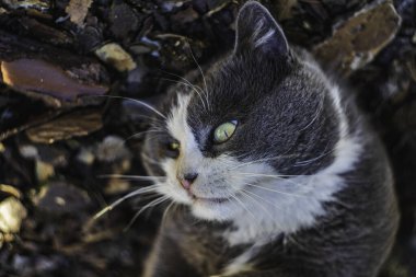 Gri ve beyaz kürklü evcil kedi kuru yapraklar ve kabuklarla çevrili olarak yerde yatıyor, açık havada doğal ışıkta dinlenen parlak yeşil gözleri var.