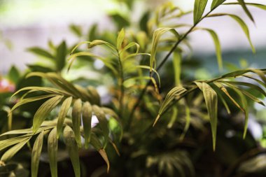 Tropik ev bitkisi yaprakları canlı yeşil ve doğal bir doku sağlar. Yumuşak, bulanık arka plan elementleriyle ferahlatıcı bir iç atmosfer yaratır.