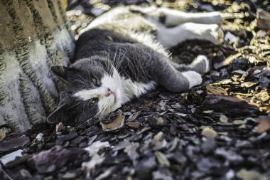 Gri ve beyaz kedi, yeşil gözlü, güneşli bir günde odun parçaları ve kuru yapraklar üzerinde dinleniyor, doğal ortamda nihai rahatlama ve sıcaklığı yaşıyor.