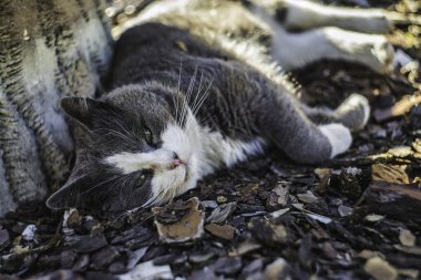 Yeşil gözlü gri ve beyaz kedi, kabuk üzerinde uzanmış, dinleniyor ve kameraya bakıyor sıcak, güneşli bir açık hava bahçesinde, sakin ve samimi bir arkadaş.