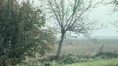 Hareket halindeki bir arabanın penceresinden çıplak ağaçlarla geçen sonbahar manzarasını ve sisli ve bulutlu bir günde hasat edilen bir tarlayı gösteren bir bakış açısı. Manzara bir yolculuk ve sükunet hissi uyandırıyor.