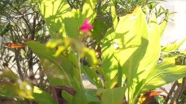 Nilüfer çiçeklerinin parlak yeşil yapraklarında parlayan parlak güneş ışığı yaz esintisinde usulca sallanarak büyük yaprakların üzerinde güzel ışık ve gölge desenleri oluşturur.