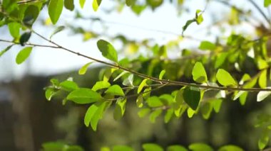Narin bir ağaç dalındaki narin yeşil yapraklar parlak, güneşli bir gökyüzünün altında hafif bir esinti içinde sallanarak, güneşli yapraklar ve yumuşak bokeh yapraklarıyla huzurlu ve doğal bir zemin oluşturur.
