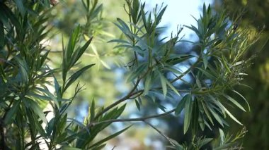 Canlı bir zakkum dalına yakın çekim, yemyeşil yapraklar hafif bir esintide sallanıyor, güneşli, sakin bir bahçede doğal bir arka planda güzel bir bokeh etkisi yaratıyor.