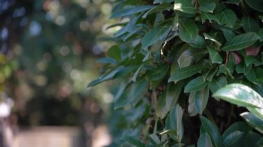 Bereketli yeşil defne yaprakları rüzgarda hafifçe çırpınan bir çit üzerinde güneşli bir günde, odaklanamadığı güzel bir arka plan ile doğal, yumuşak bir bokeh etkisi yaratıyor ve uzayı kopyalıyor.