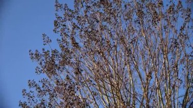 Kurumuş tohumları olan yapraksız ağaç dalları bulutsuz mavi gökyüzüne karşı hafif bir kış esintisi içinde sallanarak uykudaki soğuk mevsimde doğanın katıksız güzelliğini gösteriyor.