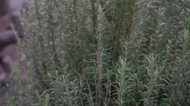 Bahçede yetişen yeşil iğneye benzeyen yaprakları ve mis kokulu dalları ile taze bir biberiye çalısının yakın plan çekimi, aşçılık kullanımı için ideal, bitkisel ilaçlar ve gerekli yağ üretimi