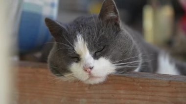 Sevimli gri ve beyaz evcil kedi, tombul bir yüzle ahşap bir çıkıntıda başını dinlendiriyor, huzur içinde uyumaya çalışırken yavaşça yeşil gözlerini kırpıyor.