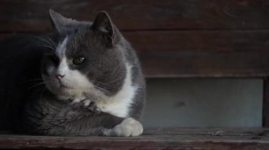 Evcil, gri ve beyaz bir kedinin yakın planı. Koyu ahşap bir bankta dinlenen yeşil gözlü. Sakince etrafına bakıyor ve etrafını dikkatlice ve ciddi bir ifadeyle gözlemliyor.