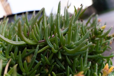 Delosperma Cooci, yaygın olarak sert buz bitkisi ya da buz bitkisi olarak bilinir, bir bahçede büyüyen yemyeşil sulu yapraklar sergiler, eşsiz dokusunu ve canlı yapraklarını yakalar.