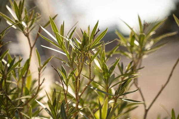 Yumuşak bokeh 'te parlak kenarlı yeşil güneş yaprakları, sakin bir bahçe yolunda taze bahar büyümesi yakından yeşillik dokusu ve sıcak gün ışığında canlı doğal detay..