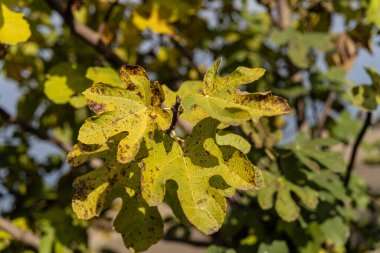 İncir ağacı yapraklarının sonbaharda sararması ve kahverengileşmesi, yaşlılığı ve güneşli bir bahçede mevsimsel yaprak geçişini gösteren yakın çekim.