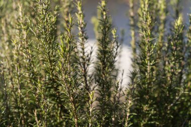 Canlı yeşil aromalı güneş ışığı biberiyesi bitkileri, açık havada gelişen aromatik yapraklar, taze aşçılık ve baharat için şifalı bitkiler, gerekli yağ ve ev yapımı..