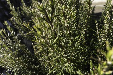 Biberiye dalları, açık havada yetişen bu popüler aşçılık bitkisinin doğal güzelliğini ve aromatik özünü yakalayarak, biraz bulanık arka planda canlı yeşil yapraklar sergiliyor.