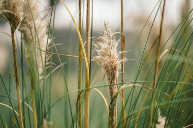 Uzun yeşil kamışların arasında tüylü dokular ve doğal yumuşak renkler içeren otlar, organik bir zemin ve doğa, büyüme ve sükunet kavramları oluşturarak büyüyor.