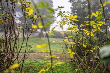 Sarı sonbahar yapraklarını gösteren ve meyve geliştiren gül ağacı çalıları, nemli damlacıklar ve ince bir örümcek ağı, patikası ve sisli arka planı olan bir bahçede duruyor.