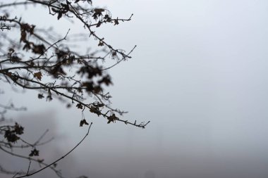 Yapraksız ağaç dalları, kalın gri bir kış sisine karşı siluetlenmiş birkaç kuru yaprak ile ıssızlık, yalnızlık ve doğanın ürpertici soğuğunu çağrıştırıyor.