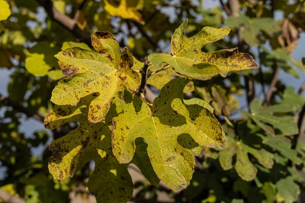 İncir ağacı yaprakları bazı kahverengi noktalarla canlı sarı ve yeşil renkler sergiliyor. Doğada sonbahar mevsiminde doğal değişim ve çürüme sürecini gösteriyor.