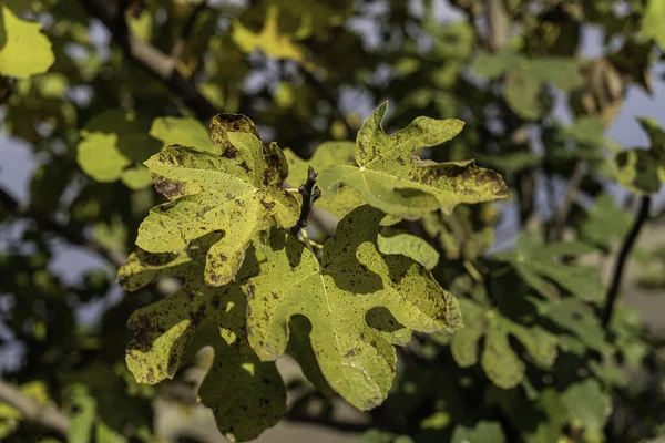 İncir ağacı yapraklarının sonbaharda sararması ve kahverengileşmesi, yaşlılığı ve güneşli bir bahçede mevsimsel yaprak geçişini gösteren yakın çekim.