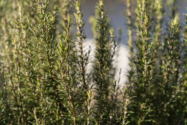 Canlı yeşil aromalı güneş ışığı biberiyesi bitkileri, açık havada gelişen aromatik yapraklar, taze aşçılık ve baharat için şifalı bitkiler, gerekli yağ ve ev yapımı..