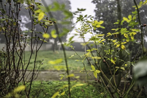 Sarı sonbahar yapraklarını gösteren ve meyve geliştiren gül ağacı çalıları, nemli damlacıklar ve ince bir örümcek ağı, patikası ve sisli arka planı olan bir bahçede duruyor.