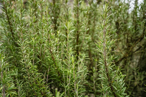 Aromatik yeşil iğneli biberiye bitkileri güneşli bir bahçede gelişiyor, sağlıklı, Akdeniz usulü yemek ve bitkisel sağlık için taze, doğal malzemeler üretiyor.