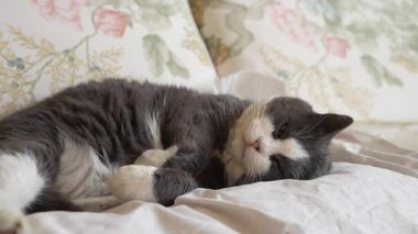 Şirin iki renkli kedi rahat bir yatakta rahat bir yatak odasında çiçekli yastıklarla uyuyor. Evcil hayvan rahat bir şekilde uyuyor ve rüya görüyor, evde sakin ve tembel bir günün tadını çıkarıyor.