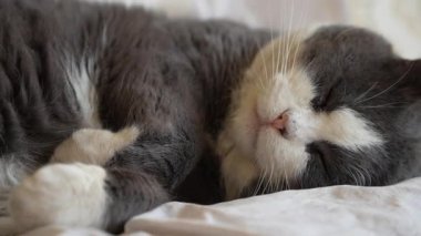 Şirin tüylü yerli gri ve beyaz kedi yumuşak beyaz bir battaniyenin üzerinde huzur içinde uyuyorlar. Rahat kedi kıvrılır, rahat bir yatak odasında dinlenir, evde sessizce uyur.