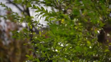 Güzel yeşil yapraklar çalıların üzerinde güneşli bir günde hafif hafif esintiyle hareket ediyorlar. Doğanın sükuneti ve tazeliği yumuşak, bulanık bir arka planla sallanan yeşilliklerde yakalanır.