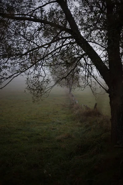 Foggy Manhã Outono Paisagem Misteriosa Com Árvore Escura Névoa Assustadora — Fotografia de Stock