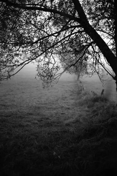 Sisli Bir Sonbahar Sabahı Siyah Beyaz Mistik Fotoğrafçılık — Stok fotoğraf
