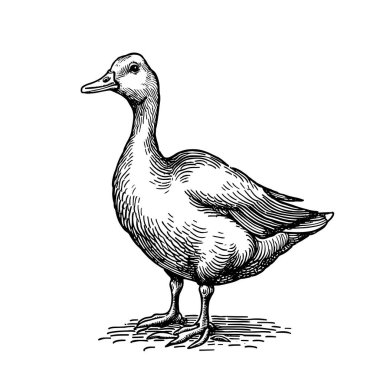 Goose, farm bird, feathered animal in countryside. Country rural poultry with long neck and beak. Flat vector illustration in engraving style. Black vintage bird isolated on white background