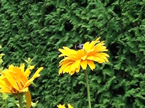 Humla börjar med en gul blomma - ultrarapid — Stockvideo