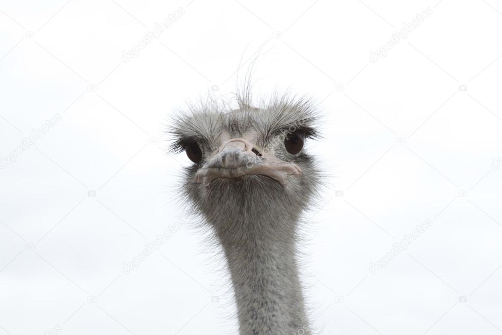 Ostrich head on a light background