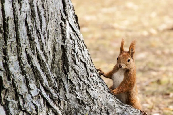 Red squirrel looks from behind a tree — Stock Photo, Image